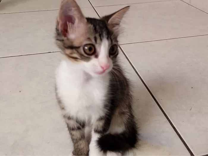 Gato raça SRD-ViraLata idade 2 a 6 meses nome Mia