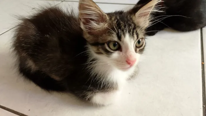 Gato raça SRD-ViraLata idade 2 a 6 meses nome Lili