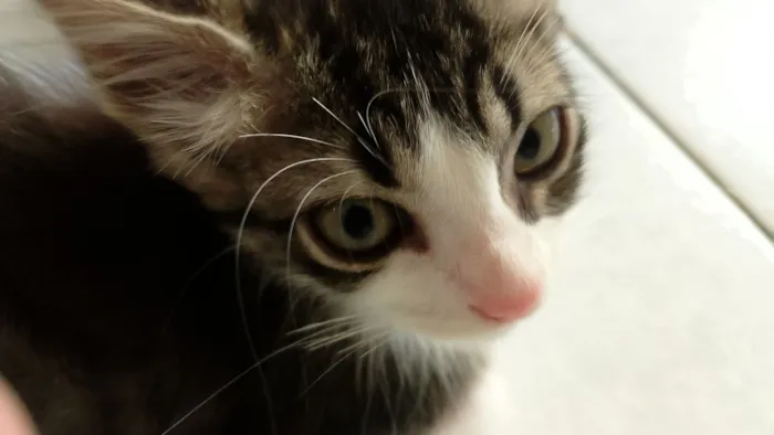 Gato raça SRD-ViraLata idade 2 a 6 meses nome Lili