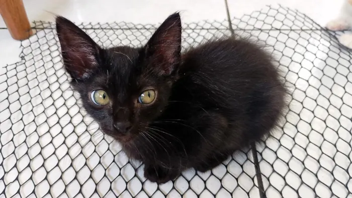 Gato raça SRD-ViraLata idade 2 a 6 meses nome Pretinho
