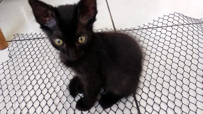 Gato raça SRD-ViraLata idade 2 a 6 meses nome Pretinho