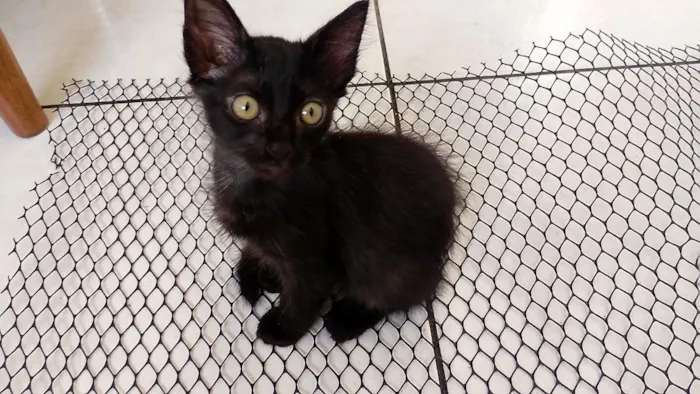 Gato raça SRD-ViraLata idade 2 a 6 meses nome Pretinho