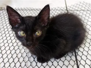 Gato raça SRD-ViraLata idade 2 a 6 meses nome Pretinho