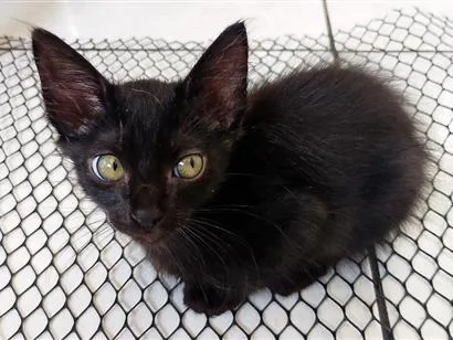 Gato raça SRD-ViraLata idade 2 a 6 meses nome Pretinho