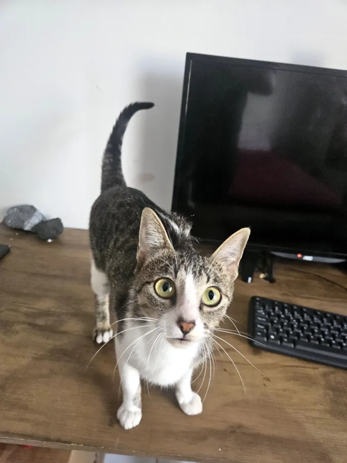 Gato raça SRD-ViraLata idade 7 a 11 meses nome Lizzy 