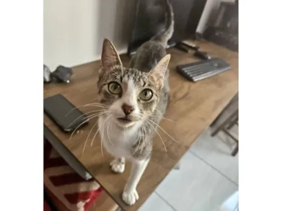Gato raça SRD-ViraLata idade 7 a 11 meses nome Lizzy 