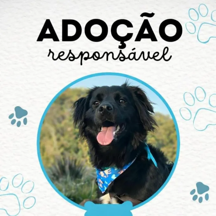 Cachorro raça SRD-ViraLata idade 2 anos nome Thor 