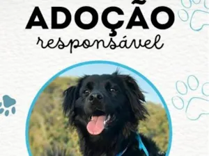 Cachorro raça SRD-ViraLata idade 2 anos nome Thor 