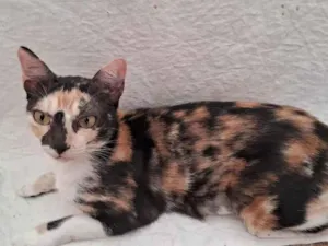 Gato raça SRD-ViraLata idade 1 ano nome MEG