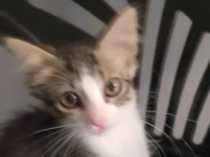Gato raça SRD-ViraLata idade 2 a 6 meses nome Mia