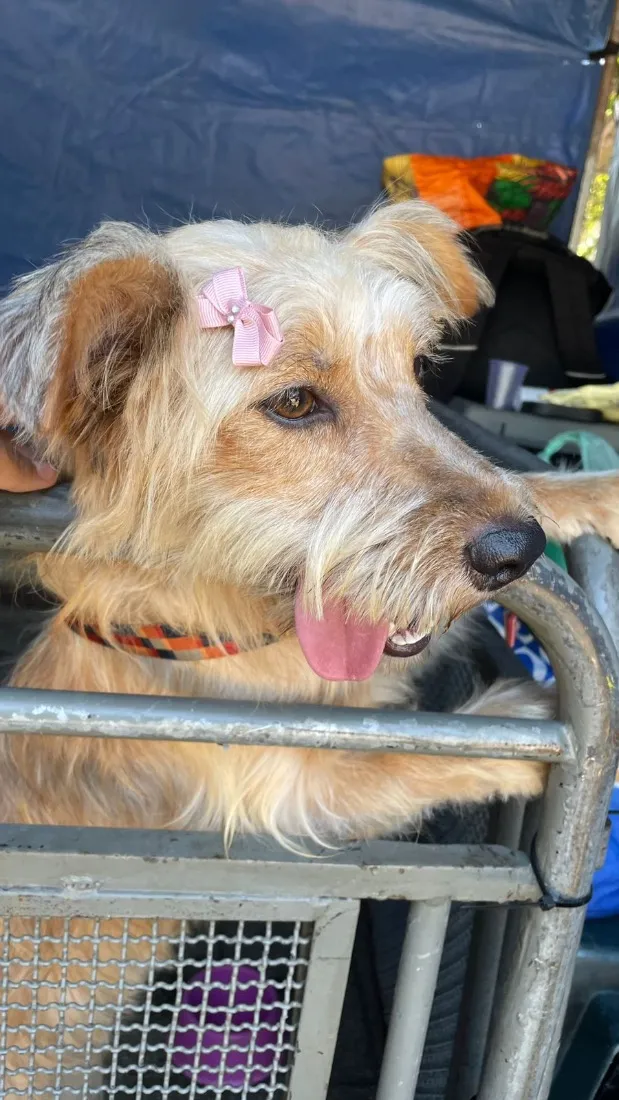 Cachorro raça SRD-ViraLata idade 2 a 6 meses nome Carlota