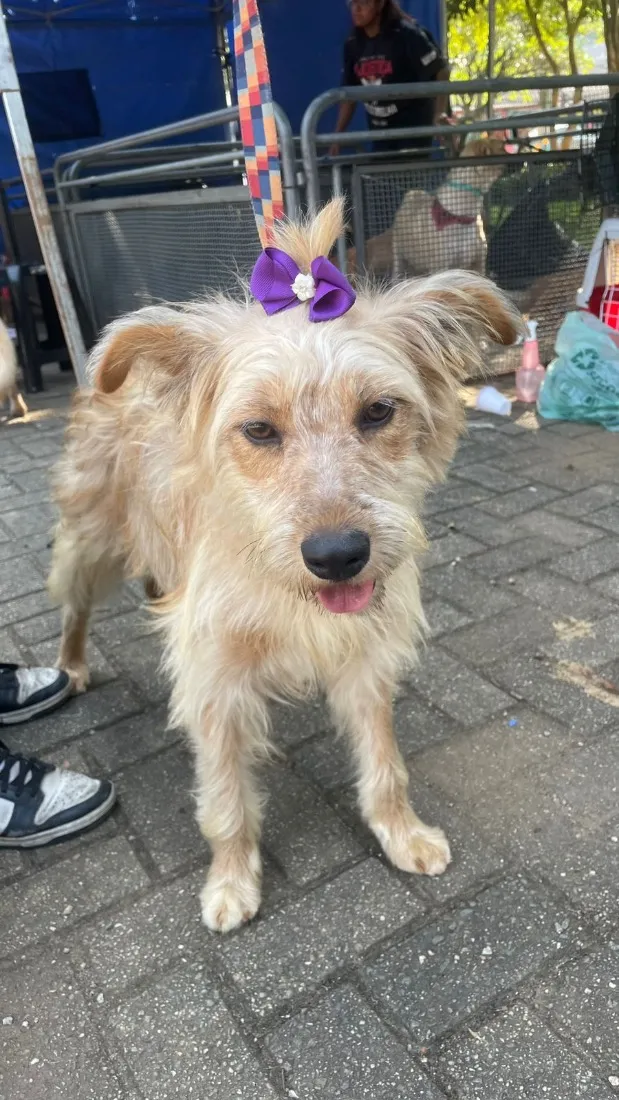 Cachorro raça SRD-ViraLata idade 2 a 6 meses nome Carlota