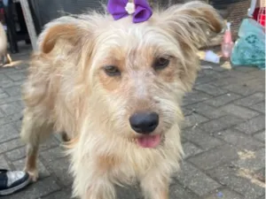 Cachorro raça SRD-ViraLata idade 2 a 6 meses nome Carlota