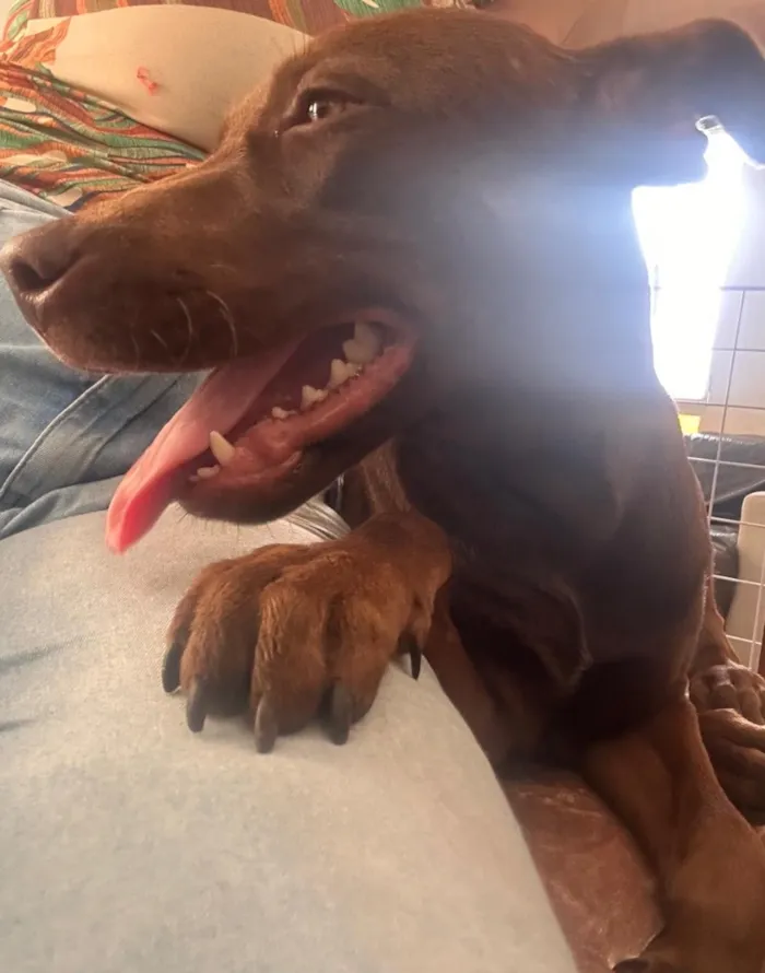 Cachorro raça SRD-ViraLata idade 7 a 11 meses nome Cacau