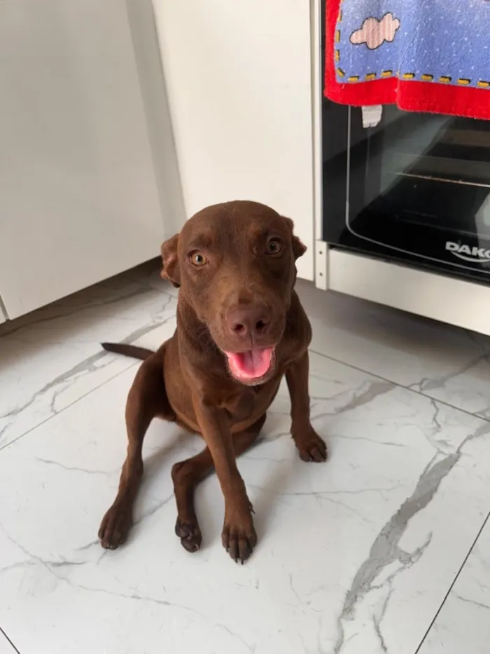 Cachorro raça SRD-ViraLata idade 7 a 11 meses nome Cacau