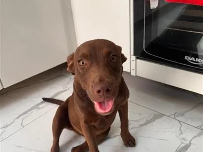 Cachorro raça SRD-ViraLata idade 7 a 11 meses nome Cacau