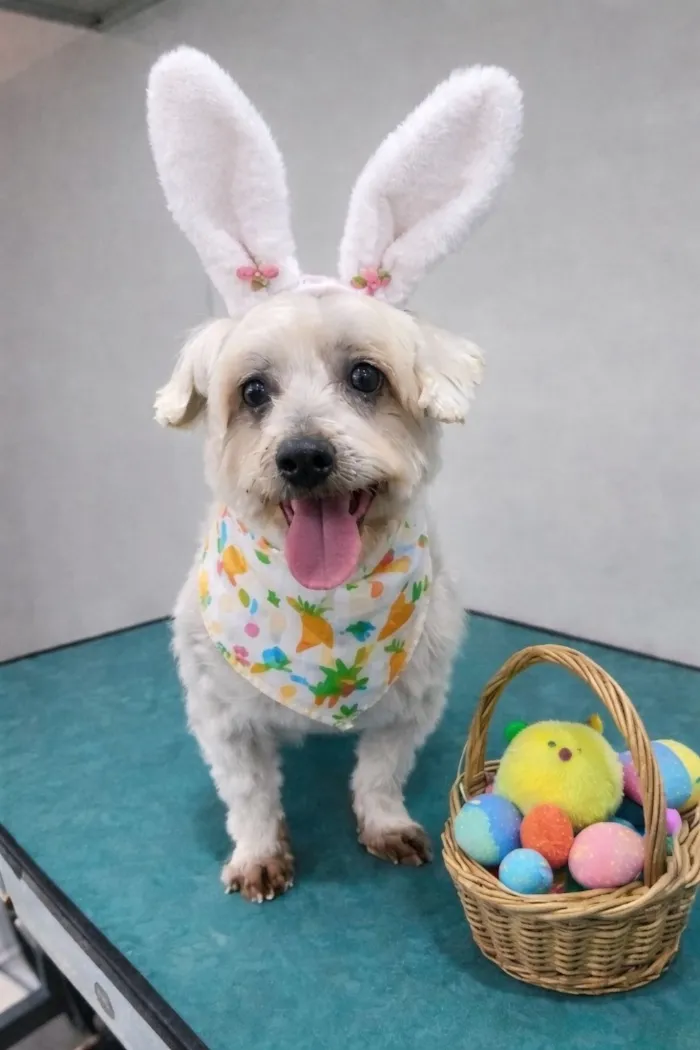 Cachorro raça Shitzu idade 2 anos nome Cadu