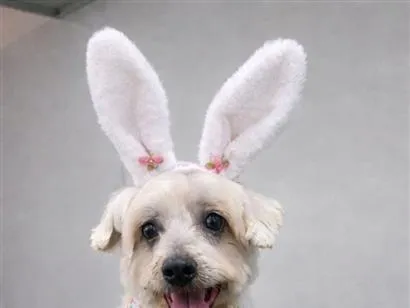 Cachorro raça Shitzu idade 2 anos nome Cadu