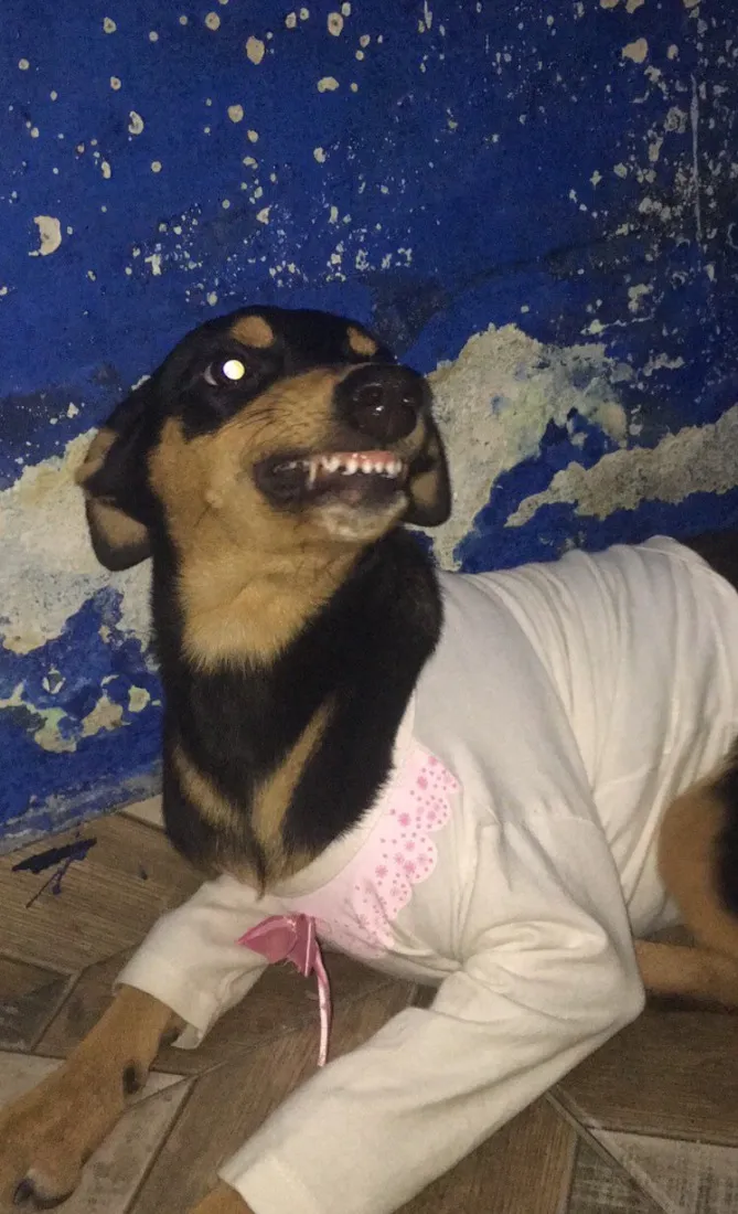 Cachorro raça SRD-ViraLata idade 1 ano nome Lola