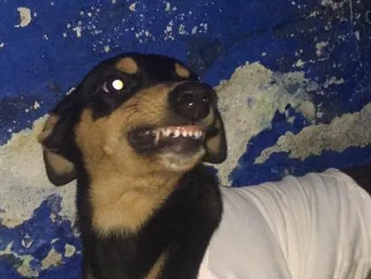 Cachorro raça SRD-ViraLata idade 1 ano nome Aurora