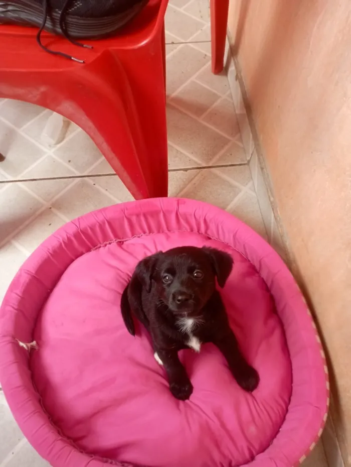 Cachorro raça SRD-ViraLata idade 2 a 6 meses nome Jujuba