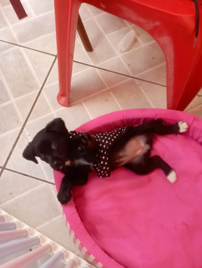 Cachorro raça SRD-ViraLata idade 2 a 6 meses nome Jujuba