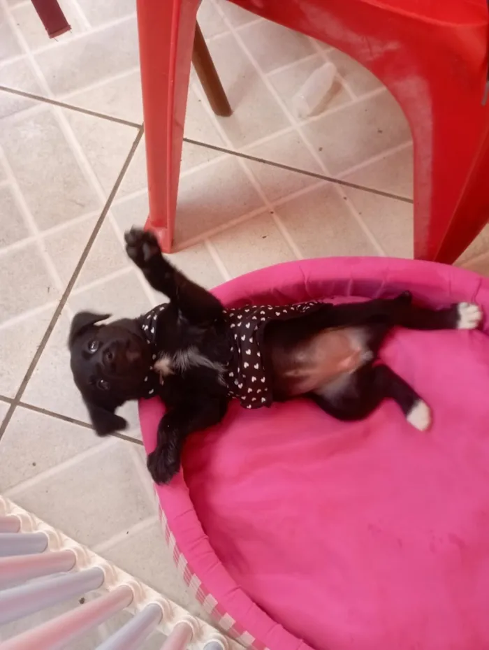 Cachorro raça SRD-ViraLata idade 2 a 6 meses nome Jujuba