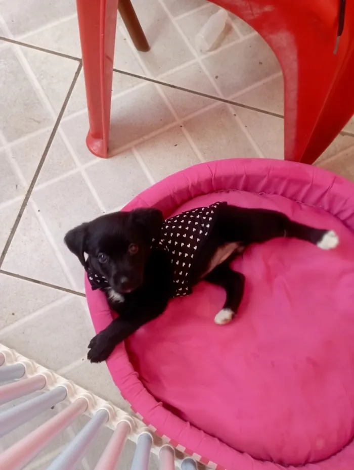 Cachorro raça SRD-ViraLata idade 2 a 6 meses nome Jujuba