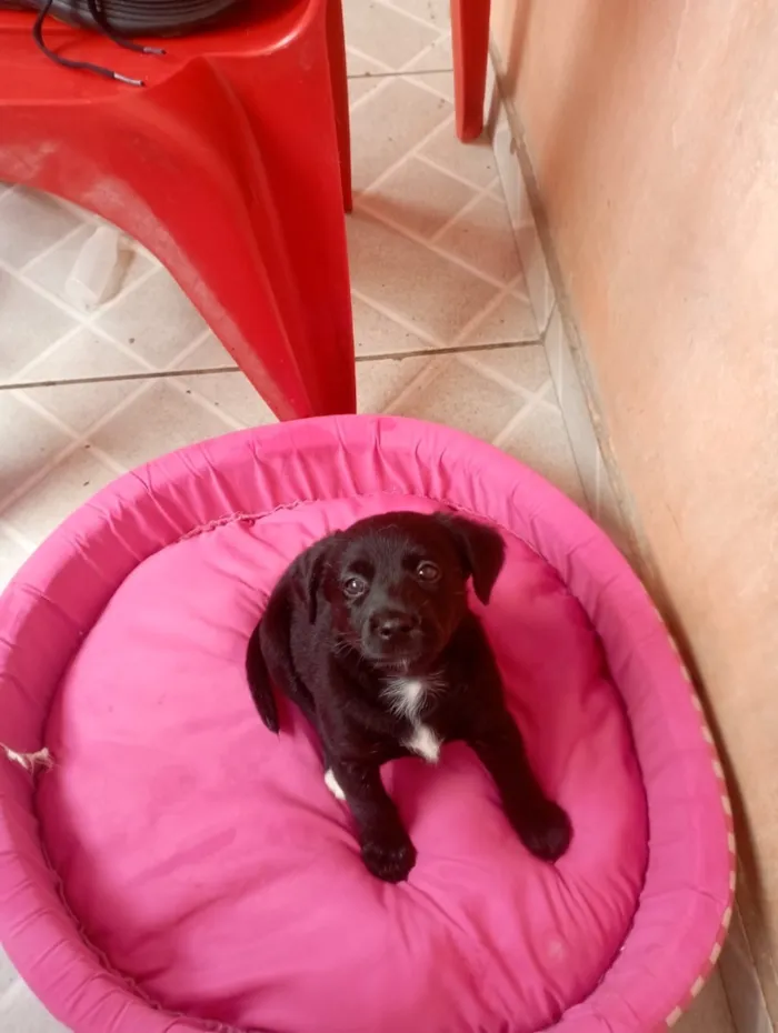 Cachorro raça SRD-ViraLata idade 2 a 6 meses nome Jujuba
