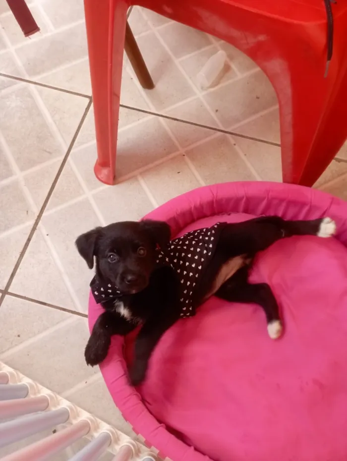 Cachorro raça SRD-ViraLata idade 2 a 6 meses nome Jujuba