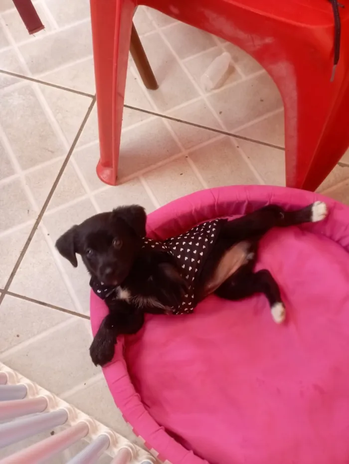 Cachorro raça SRD-ViraLata idade 2 a 6 meses nome Jujuba