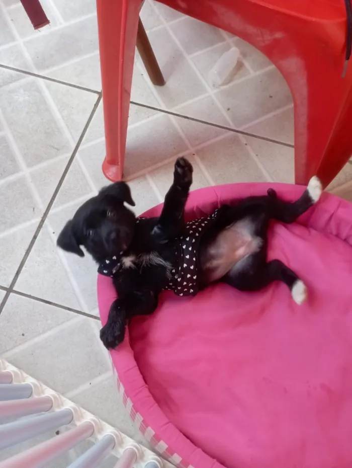 Cachorro raça SRD-ViraLata idade 2 a 6 meses nome Jujuba