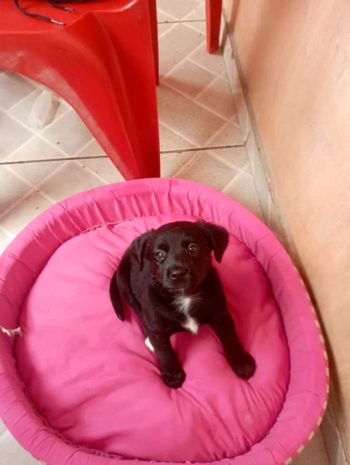 Cachorro raça SRD-ViraLata idade 2 a 6 meses nome Jujuba