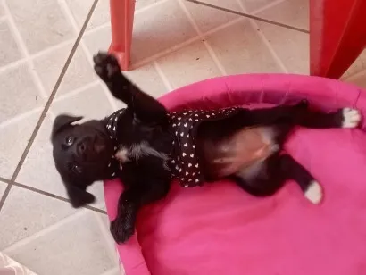 Cachorro raça SRD-ViraLata idade 2 a 6 meses nome Jujuba