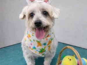 Cachorro raça Shitzu idade 2 anos nome Cadu