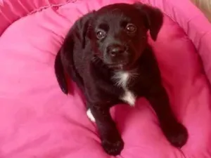 Cachorro raça SRD-ViraLata idade 2 a 6 meses nome Jujuba