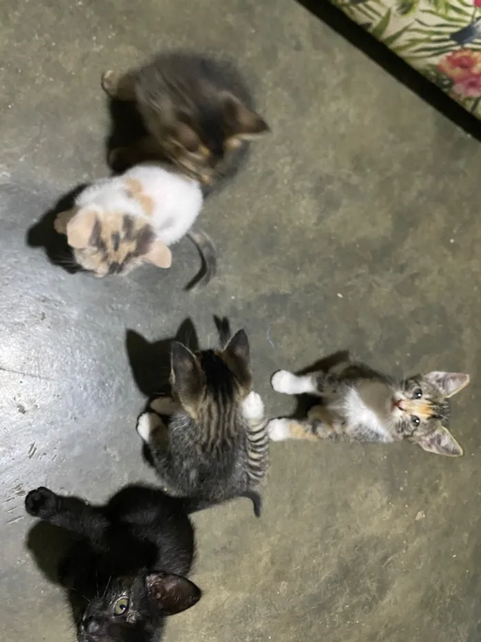 Gato raça SRD-ViraLata idade 2 a 6 meses nome Sem nome 