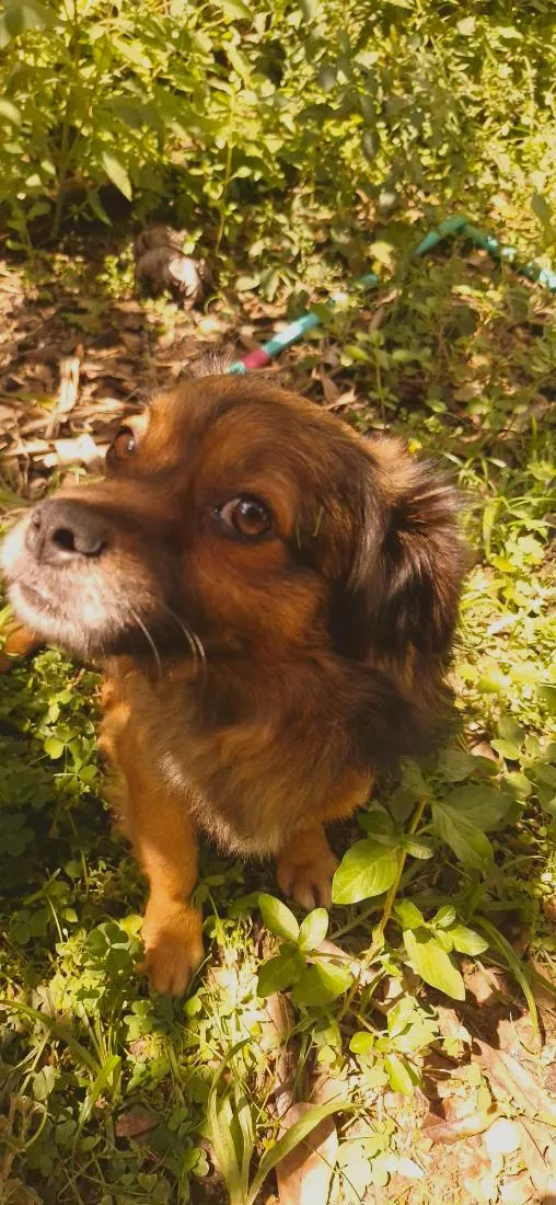 Cachorro raça SRD-ViraLata idade 4 anos nome Wandji