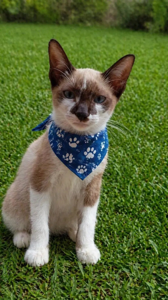 Gato raça SRD-ViraLata idade 2 a 6 meses nome Filhotes 