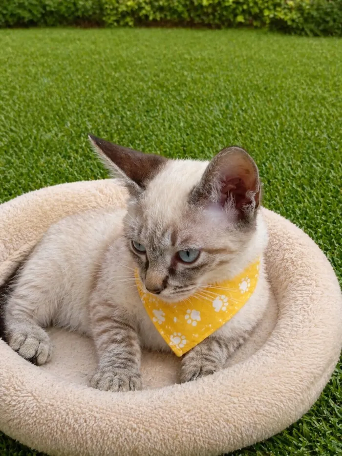 Gato raça SRD-ViraLata idade 2 a 6 meses nome Filhotes 