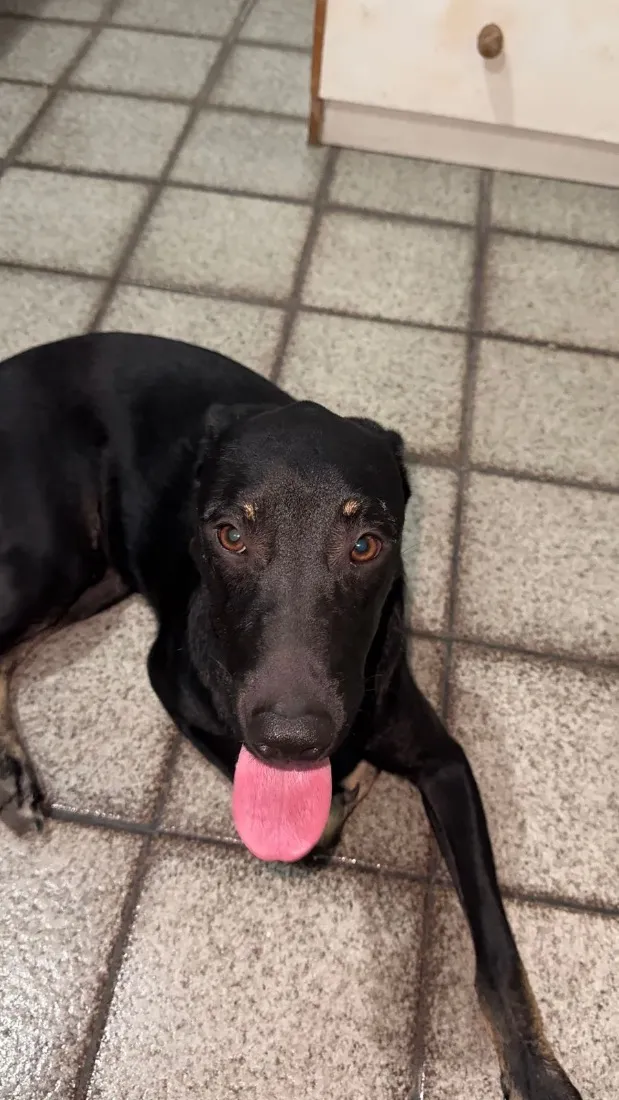 Cachorro raça SRD-ViraLata idade 1 ano nome Apollo