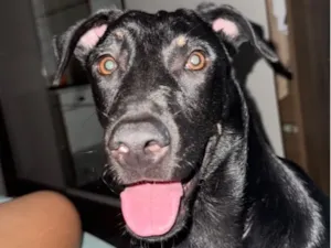 Cachorro raça SRD-ViraLata idade 1 ano nome Apollo