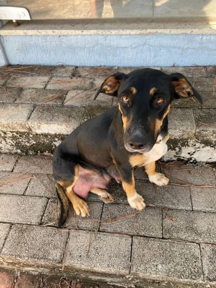 Cachorro raça SRD-ViraLata idade 1 ano nome Não sabemos o nome  cão encontrado
