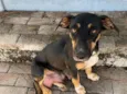 Não sabemos o nome  cão encontrado