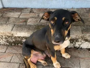 Cachorro raça SRD-ViraLata idade 1 ano nome Não sabemos o nome  cão encontrado