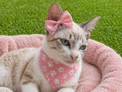 Gato raça SRD-ViraLata idade 2 a 6 meses nome Filhotes 