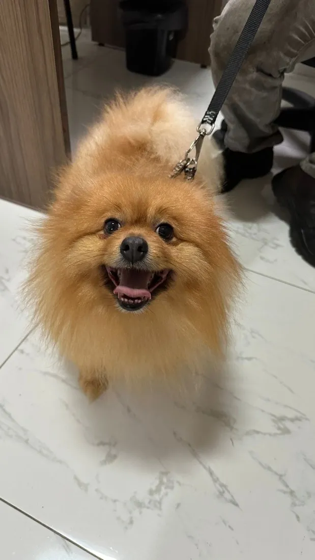 Cachorro raça SRD-ViraLata idade 6 ou mais anos nome Paçoca 