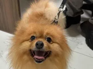 Cachorro raça SRD-ViraLata idade 6 ou mais anos nome Paçoca 