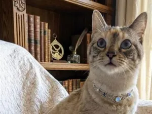 Gato raça SRD-ViraLata idade 2 anos nome ÁGATHA