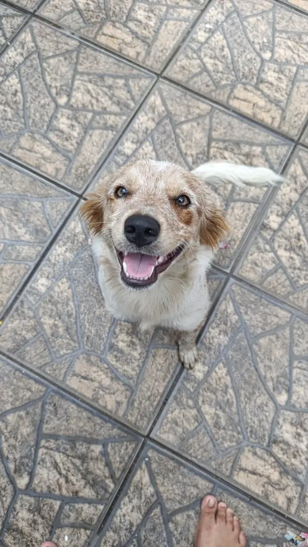 Cachorro raça SRD-ViraLata idade 7 a 11 meses nome Maya